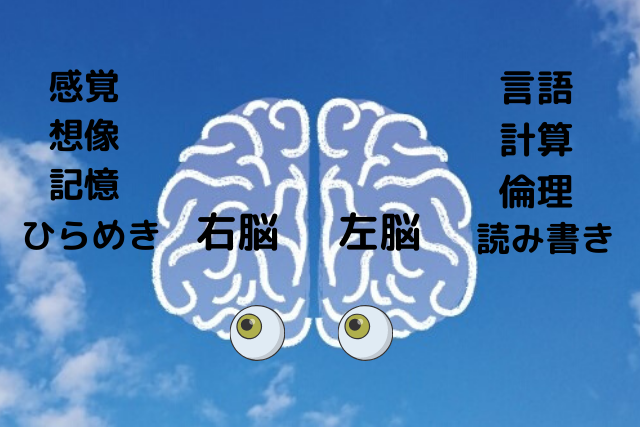 男性と女性の脳は違います 恋愛に役立つ脳科学って知りたくない 恋カム